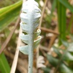 Ceradenia argyrata (2).JPG